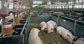 Ниските изкупни цени повишават загубите в свинекомплекса в Николово