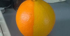 Портокал като отровната ябълка на Снежанка си купи русенец