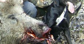 Хитри бракониери излизат на лов само с настървени кучета