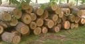 Разрешават добив на 1686 кубика  дървесина в общинските гори