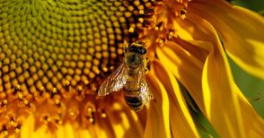 Умуват как да пазят пчелите  при пръскания с пестициди
