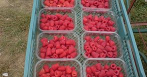 Канят берачи на ягоди и малини в Испания и Португалия