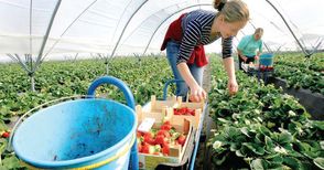 Продължават да търсят берачки  на ягоди за ферми в Испания