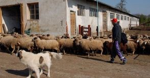 Облекчават условията за субсидиране  на най-дребните животновъди