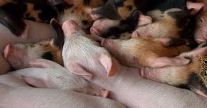 „Свинекомплекс Николово“ отчете  близо 40% спад на продажбите
