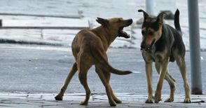 Две жертви на бездомни кучета осъдиха общината