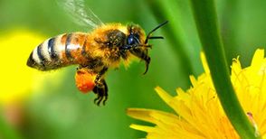 Обсъждат как да опазват  пчелите от пръскания