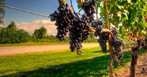 С 23% по-малко грозде прибрано в Русенско в последната кампания