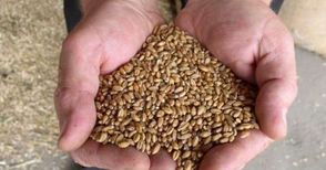 Предвиждат с 20-30% по-ниски цени  на зърното от новата реколта