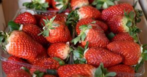 Слаба реколта от ягоди в Русенско