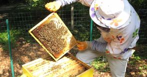 Пчеларите подават заявления по Националната програма