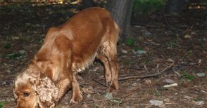 Търсачи на трюфели похитиха специално обучено куче