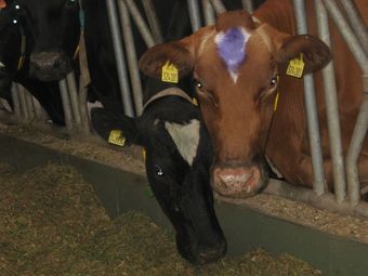 Още 20 млечни ферми в Русенско  заплашени от затваряне