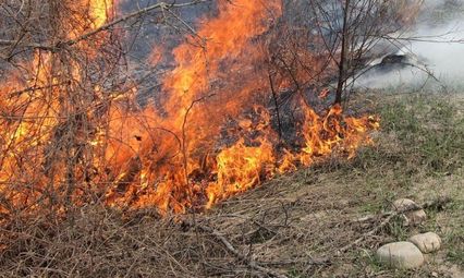 Две овце изгоряха в пожар от запалени сухи треви