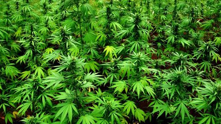Едър производител на марихуана бяга с бус от нива с канабис