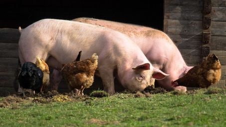 Пострадалите от чумата свиневъди ще имат предимство по мерките за финансиране