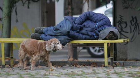 Институциите на лов за бездомници,  общината чака сигнали на горещите телефони