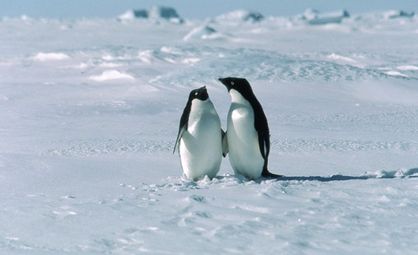 Гей двойка пингвини си излюпиха бебе от изоставено яйце