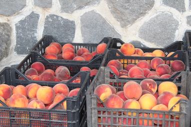 Одобриха държавна помощ за мобилни  инсталации за плодове и зеленчуци