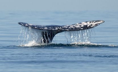Намериха останки от праисторически кит край Варна