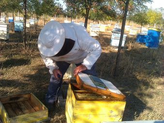 От 26 октомври се приемат  заявления по пчеларската програма