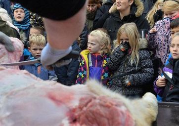 Изкормиха и разчлениха лъв пред очите на дечица в Дания