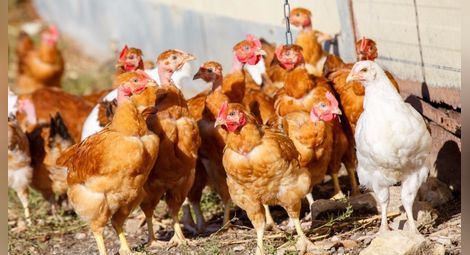 7000 кокошки блокираха австрийска магистрала