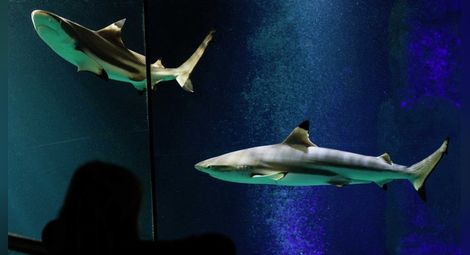 В Перу откриха прародителя на акулите