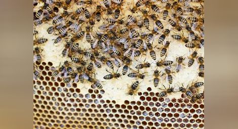 Пчелите в България се стопиха наполовина за 3 години