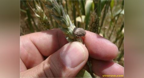 Редки болести нападат житото