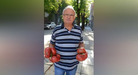 Пенсионери от Ново село отглеждат еко домати гиганти