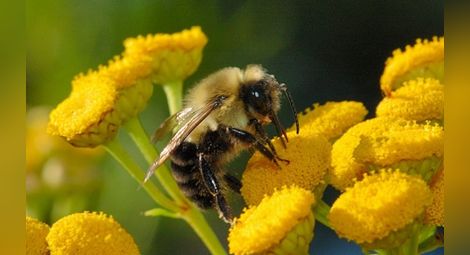 Откриха гени на аутизма в пчели