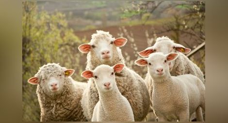 Собствениците на овце и кози ще вземат по-голяма помощ за мляко