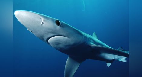 Рибари хванаха синя акула, дълга 2,20 м край Будва - появата й предизвика паника