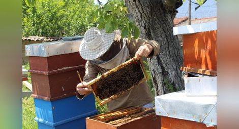 Пчеларите подават заявления за плащане до 15 август