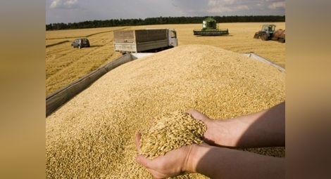 Падат изкупните цени на основните зърнени култури