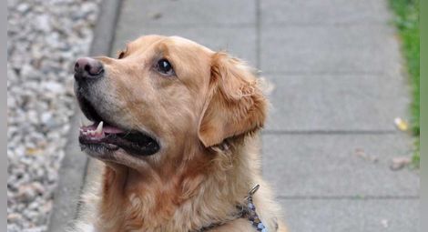 Куче изкопа близо половин килограм хероин в двора на стопаните си