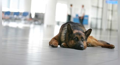 МВР купува 28 тона храна за служебните кучета за охрана на граници и летища