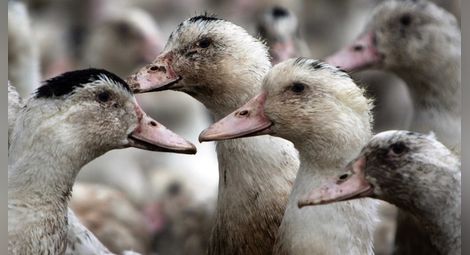 Откриха 500 кг яйчен прах, заразен с фипронил, БАБХ предприема мерки