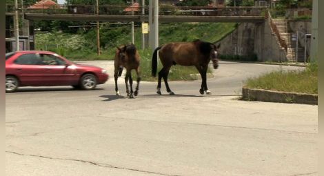 Развързани коне се смесиха опасно с колите на Охлюва