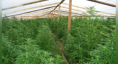 Земеделското министерство ще издава разрешителни за отглеждане на марихуана