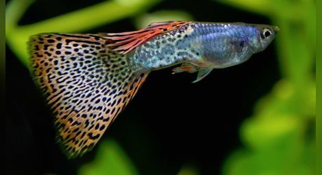 Рибите притежават характер и сложна индивидуалност