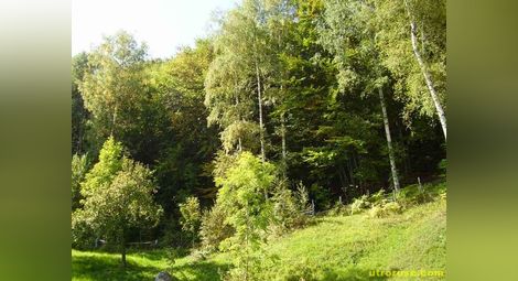 Русенските данъчни спасили дървета за малък градски парк