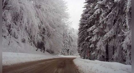 Мокър сняг прекърши дървета на прохода "Петрохан"