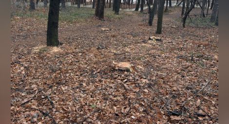 Спасиха двама ловци, изгубили се в гората в Шуменско