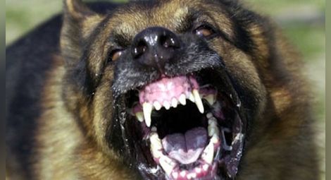 Агресивен уличен пес нападнал жена, защитила кученцето си