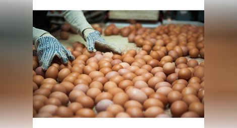 Птицевъди вещаят цена на яйцата над 30 стотинки