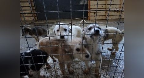 431 кучета от приюта намериха нов дом