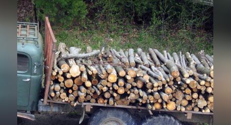 Горски и митничари спряха износ на бракониерска дървесина за Румъния