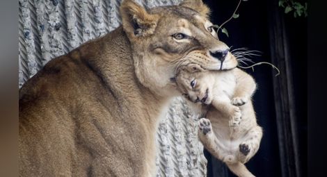 Зоопаркът в Копенхаген „приспа“ четири здрави лъва